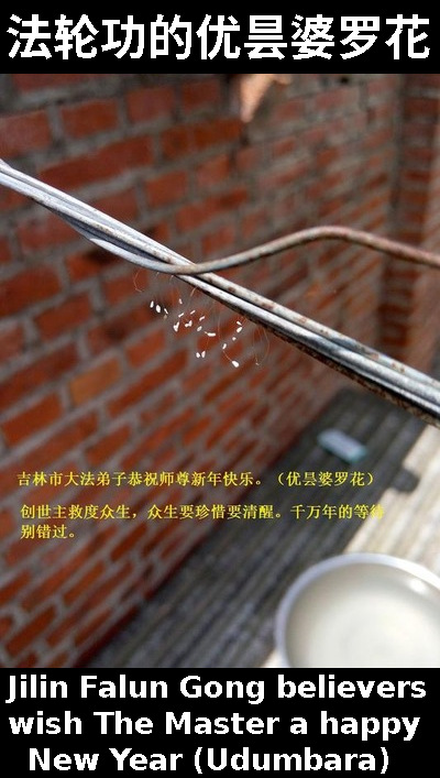 Falun Gong magic fungi