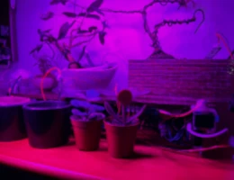 Proyecto 7